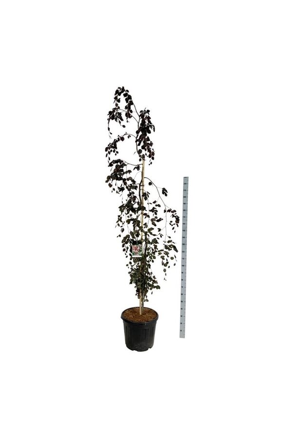 Beukenboom Fagus Purple Fountain