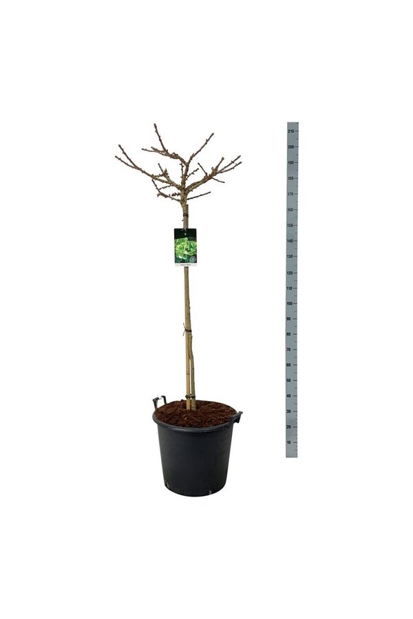 Japanse Notenboom Ginkgo biloba Mariken