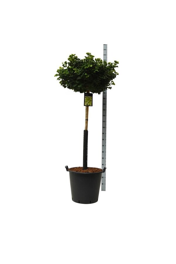 Japanse Notenboom Ginkgo biloba Mariken