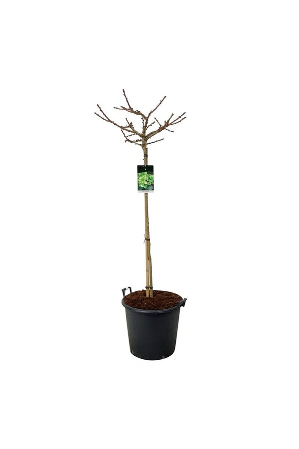 Japanse Notenboom Ginkgo biloba Mariken