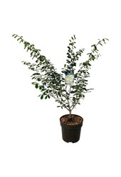 Toverhazelaar Hamamelis Arnold Promise