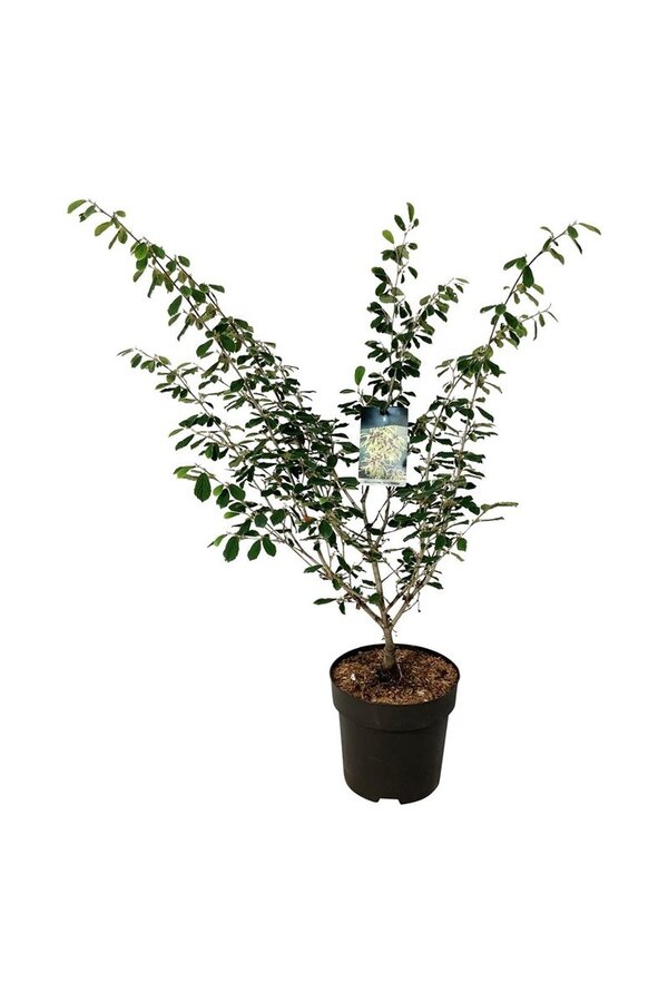 Toverhazelaar Hamamelis Arnold Promise