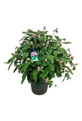 Hortensia Hydrangea Macrophylla