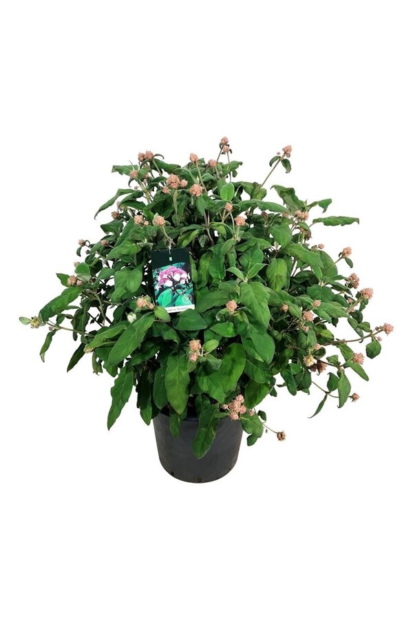 Hortensia Hydrangea Macrophylla