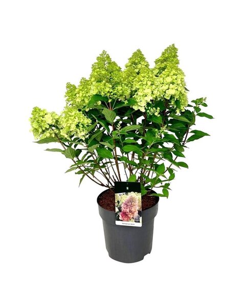 Hydrangea