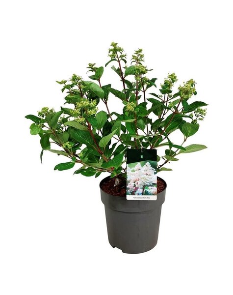 Hydrangea