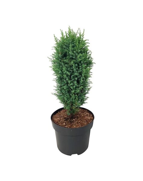 Juniperus