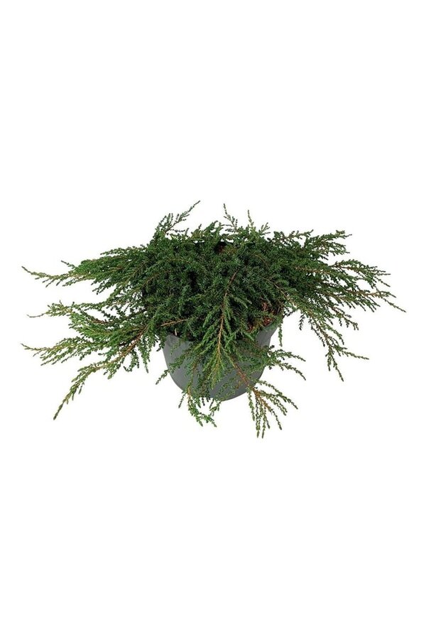 Cipres Juniperus Green Carpet