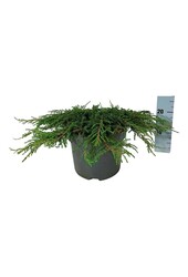 Cipres Juniperus Green Carpet