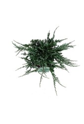 Cipres Juniperus Blue Chip