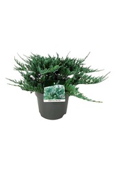 Cipres Juniperus Blue Chip