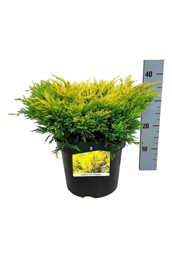 Cipres Juniperus Limeglow