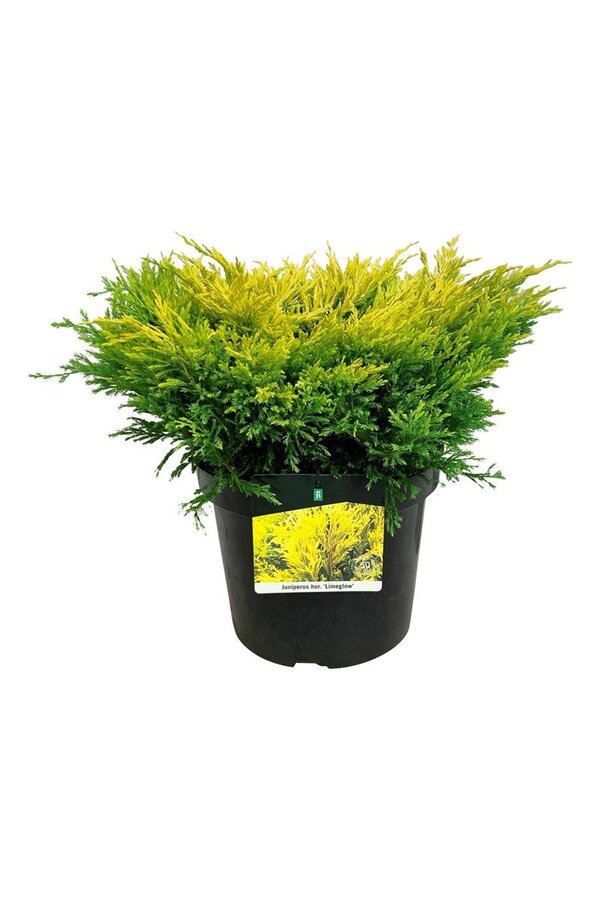 Cipres Juniperus Limeglow