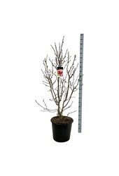 Beverboom Magnolia Genie (pbr)