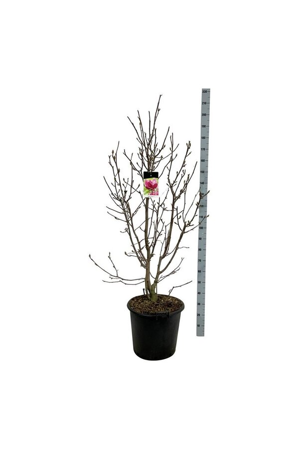 Beverboom Magnolia Genie (pbr)