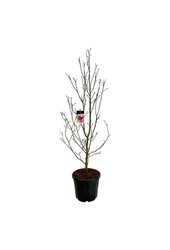 Beverboom Magnolia Genie (pbr)