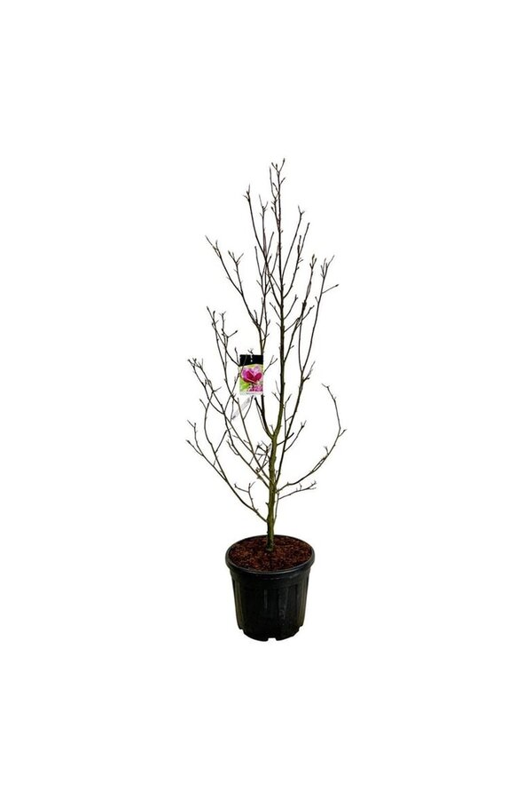 Beverboom Magnolia Genie (pbr)