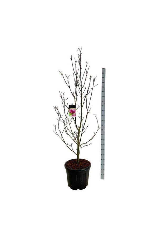 Beverboom Magnolia Genie (pbr)