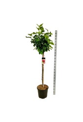 Beverboom Magnolia Genie (pbr)