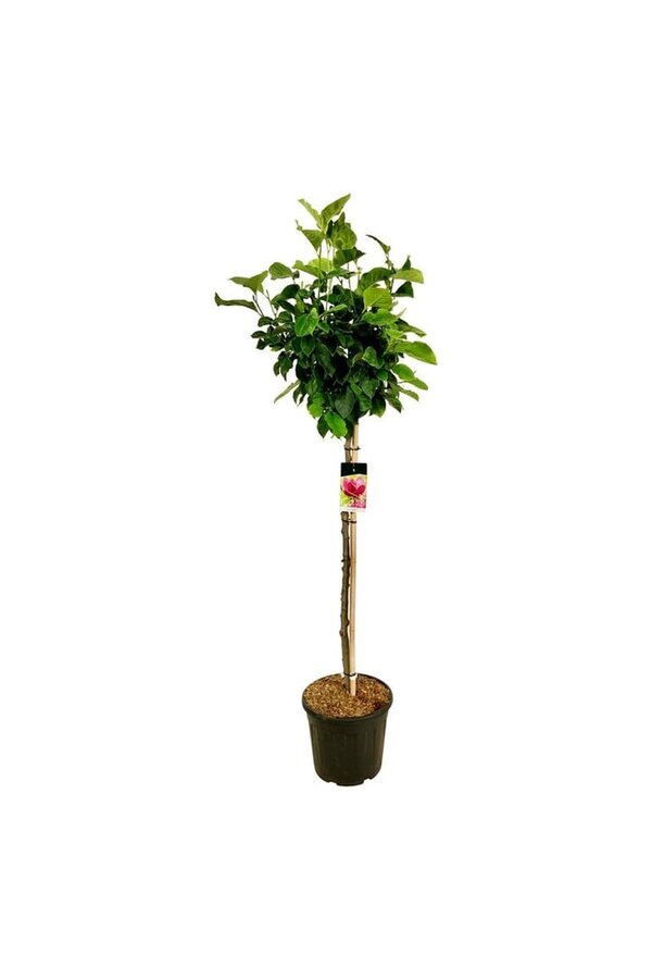Beverboom Magnolia Genie (pbr)