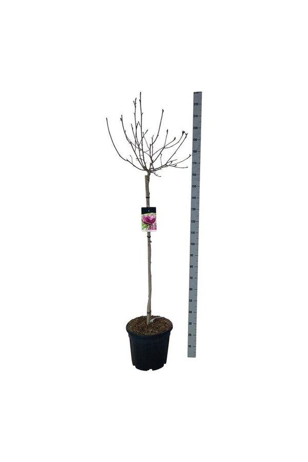 Beverboom Magnolia Genie (pbr)