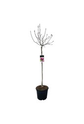 Beverboom Magnolia Genie (pbr)