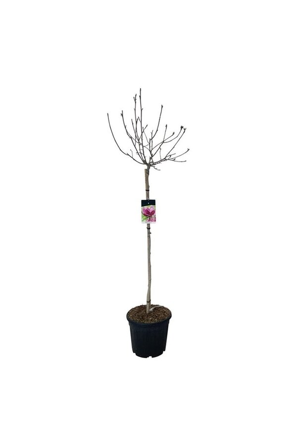 Beverboom Magnolia Genie (pbr)