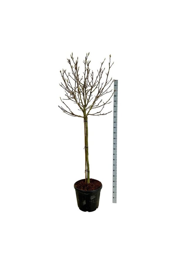 Beverboom Magnolia Alba Superba