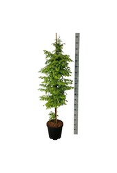 Metasequoia Amber Glow PBR