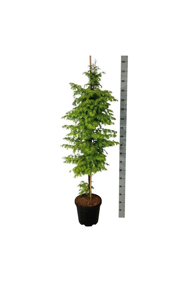 Metasequoia Amber Glow PBR