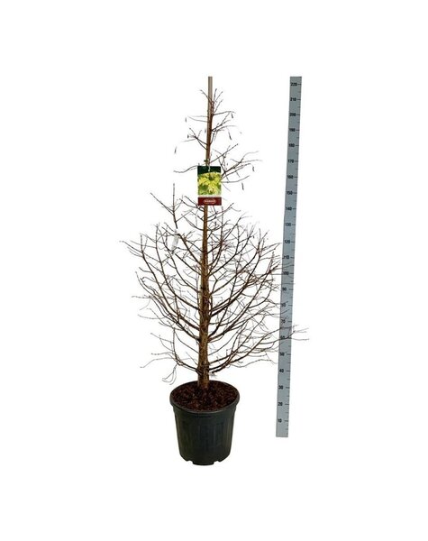 Metasequoia