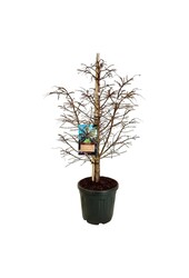 Metasequoia Hamlets Broom