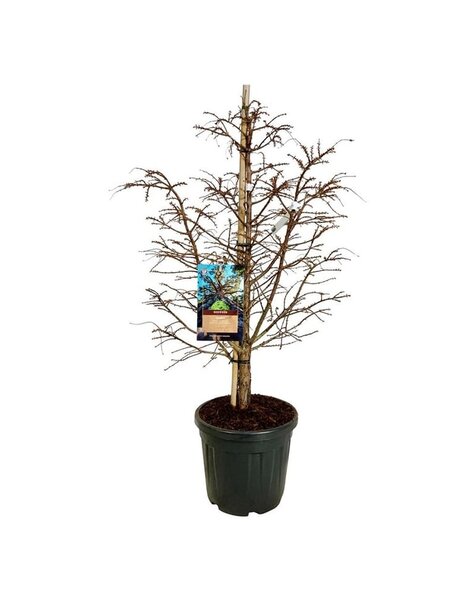 Metasequoia
