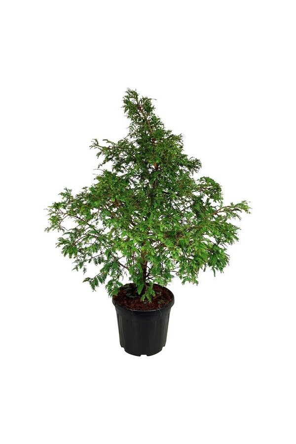 Metasequoia Hamlets Broom