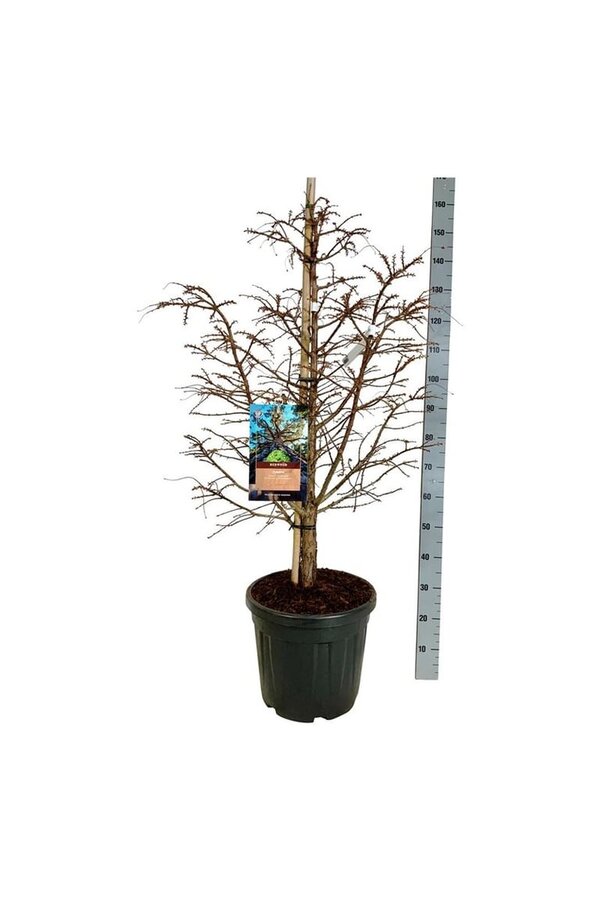 Metasequoia Hamlets Broom
