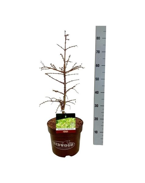 Metasequoia