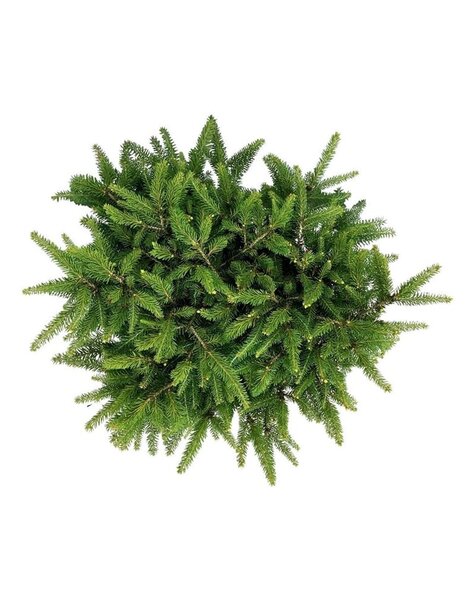 Abies