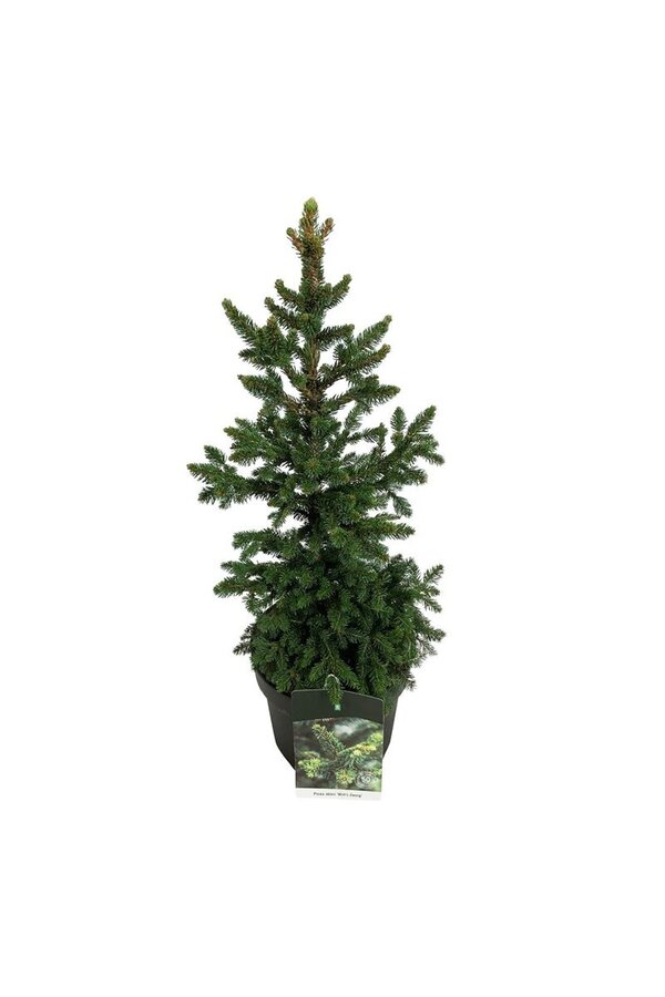 Zilverspar Picea abies Wills Zwerg