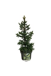 Zilverspar Picea abies Wills Zwerg