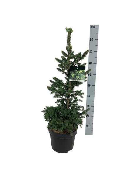 Abies
