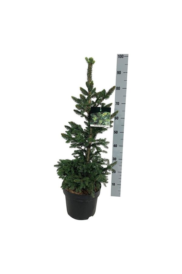 Zilverspar Picea abies Wills Zwerg