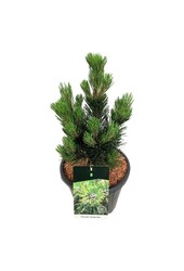 Denneboom Pinus Compact Gem