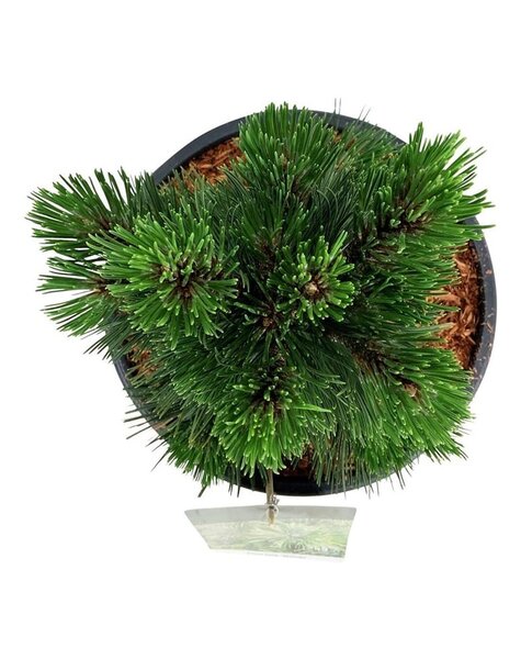 Pinus