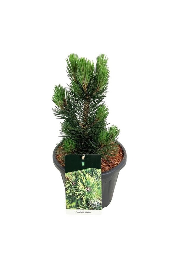 Denneboom Pinus Malinki