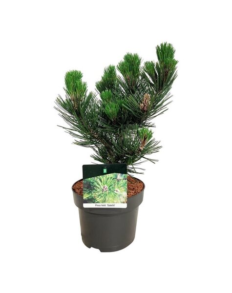 Pinus