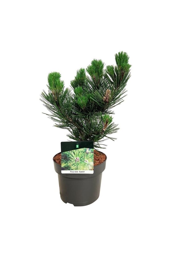 Denneboom Pinus Satellit