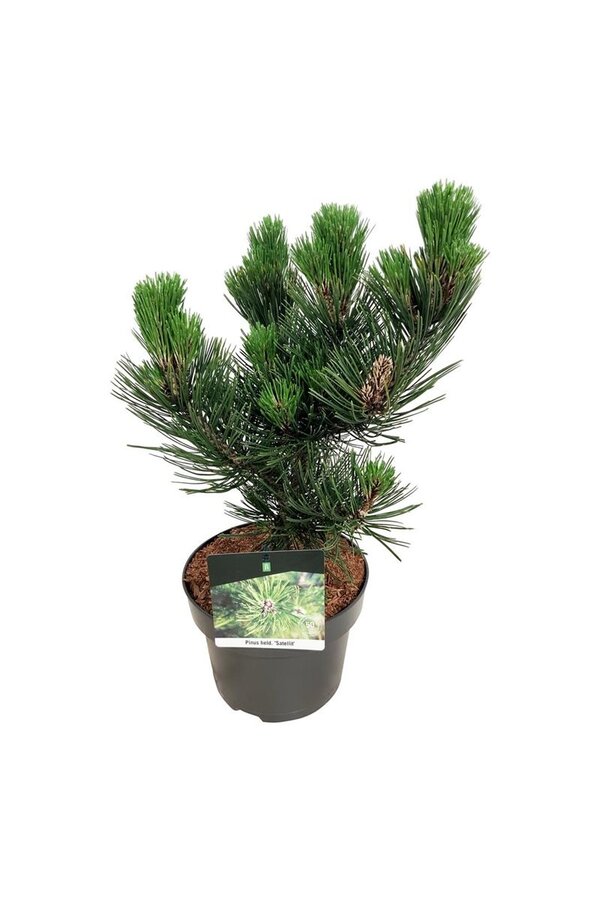 Denneboom Pinus Satellit