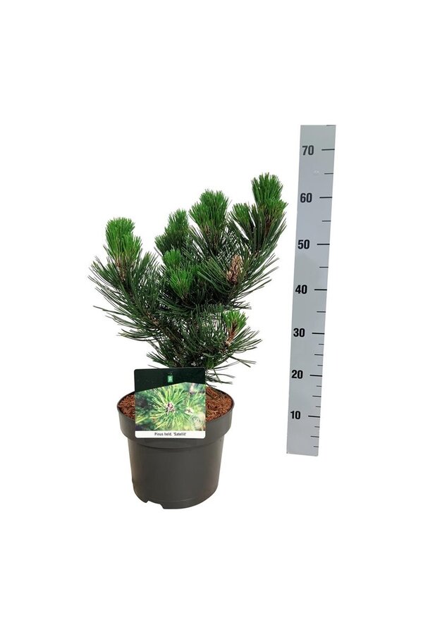 Denneboom Pinus Satellit