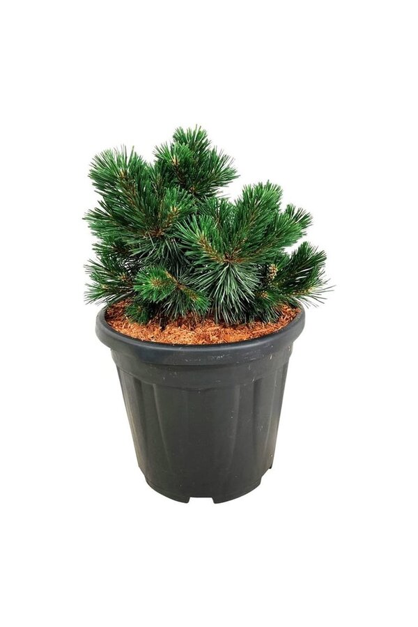 Denneboom Pinus mugo Green Pearl