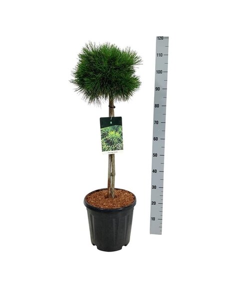 Pinus